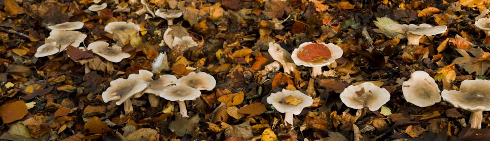 Scottish Wildlife Trust Lothians Group