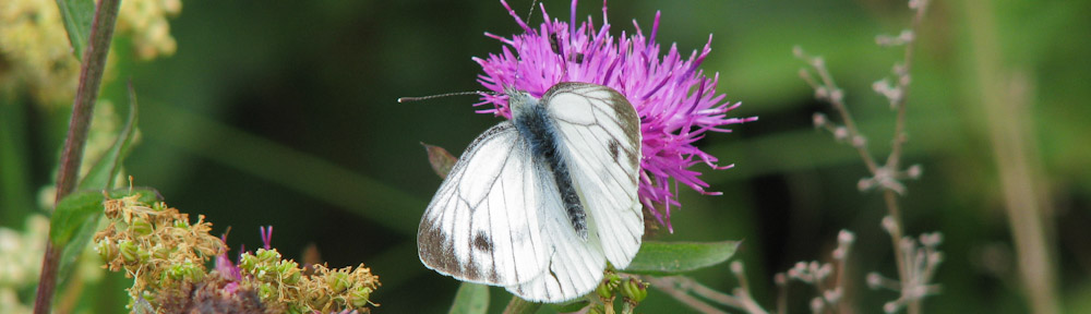 Scottish Wildlife Trust Lothians Group