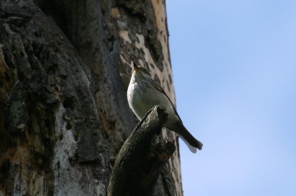 Spotted Flycatcher by Bill Cowan
