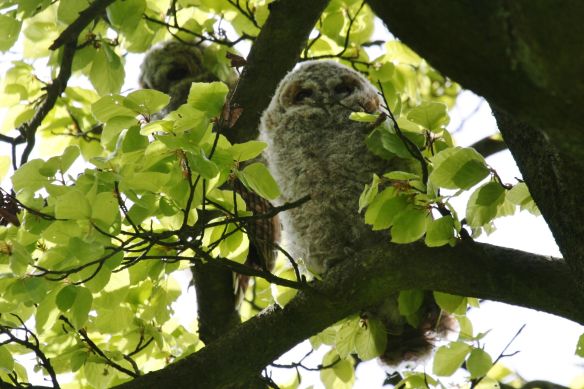 Tawny owl young, by Bill Cowan