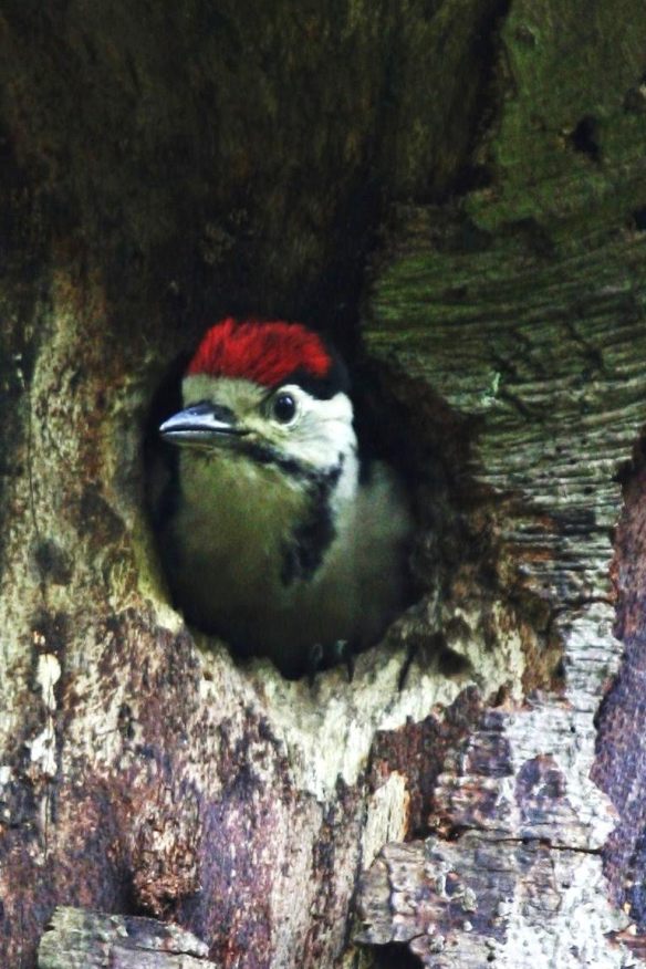 Young Woodpecker by Bill Cowan