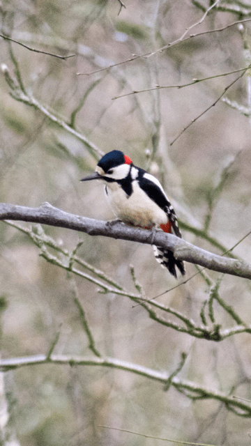 Woodpecker by Peter Baird